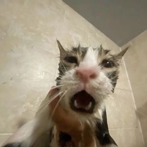 Meet your Posher, Hazel